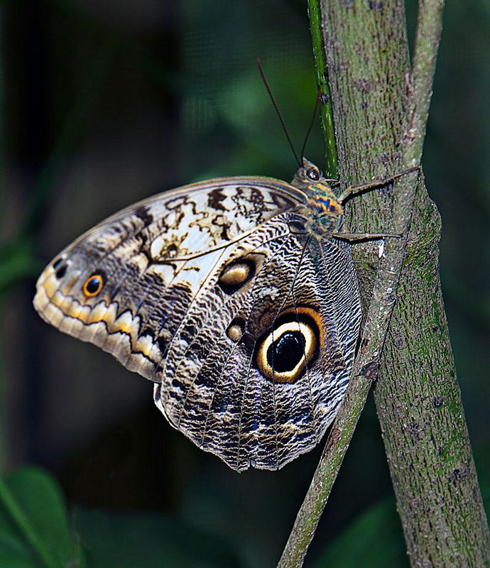 Click to see next picture