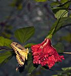 Click to see big picture (749x800 pixels; 108 KB)
