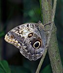 Click to see big picture (690x800 pixels; 146 KB)