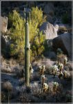 Click to see big picture (319x450 pixels; 100 KB))