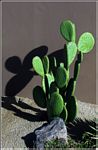 Click to see big picture (293x450 pixels; 97 KB))